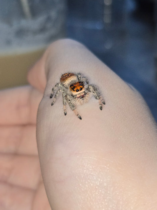 Jumping spider