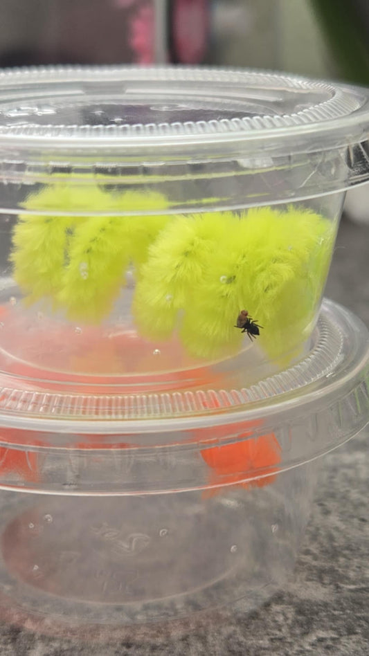 Jumping spider