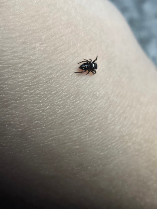 Baby regal jumping spider